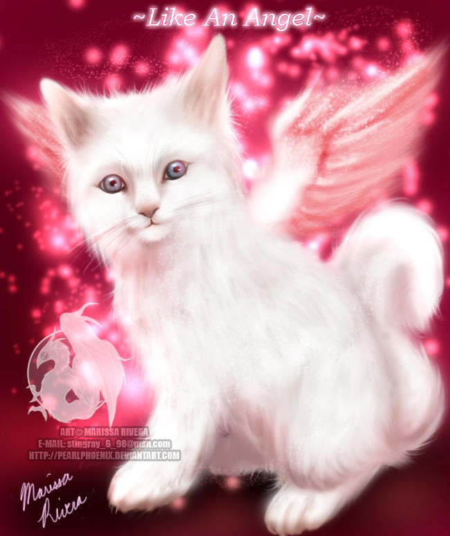 http://fc63.deviantart.com/fs11/i/2006/207/7/5/Angel_Kitten_by_PearlPhoenix.jpg